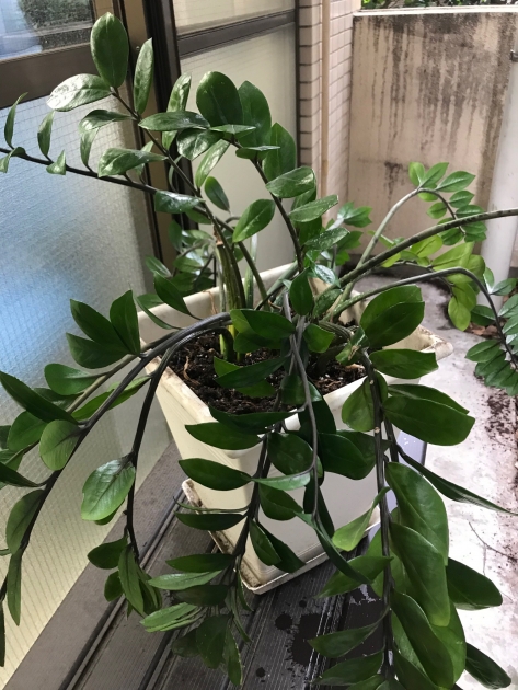 植え替え完了